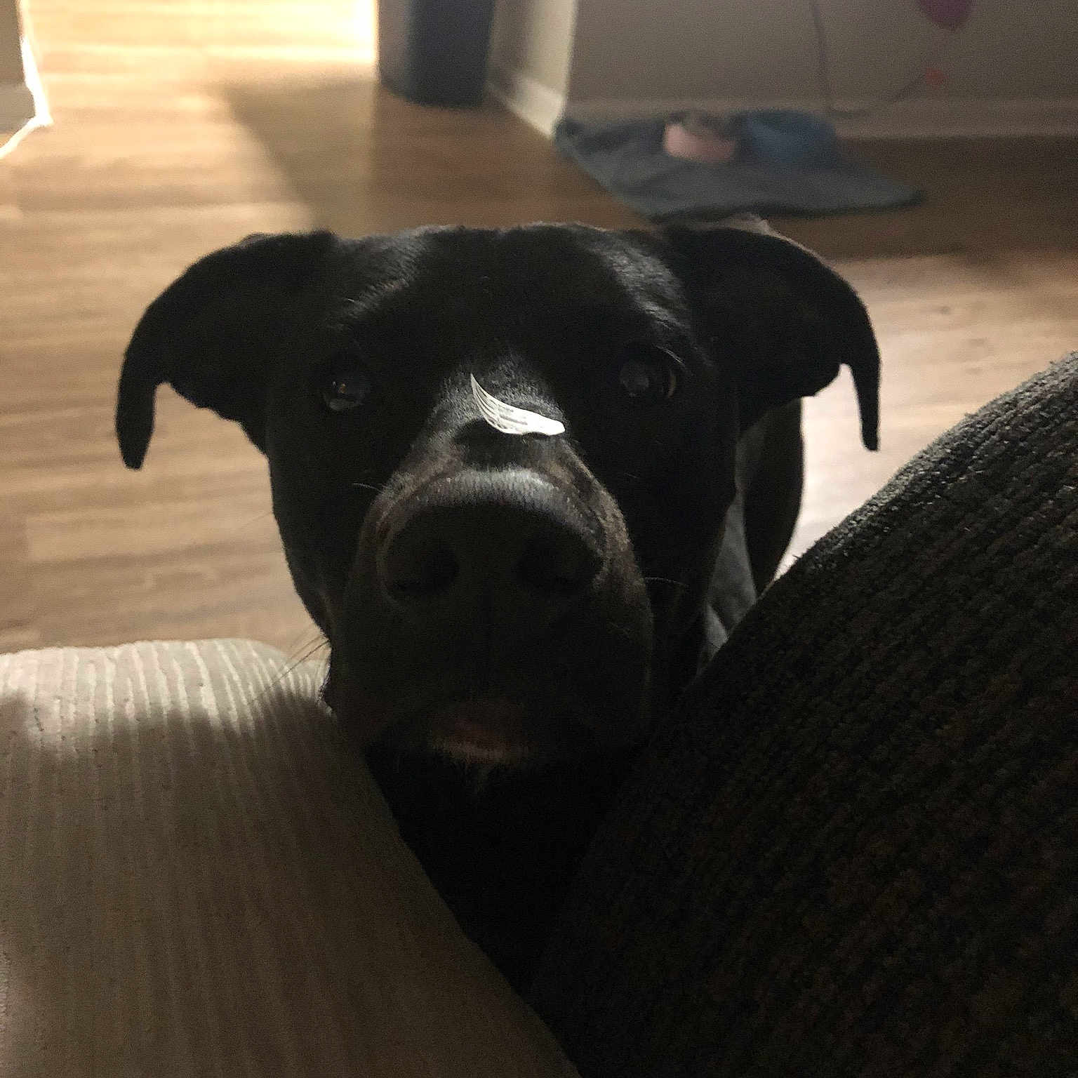 Charlie is registered to the contest to win money with this photo: canidae, carnivore, companion_dog, dog, dog_breed, ear, fawn, furniture, non_sporting_group, nose, puppy, snout, sporting_group, staffordshire_bull_terrier, table