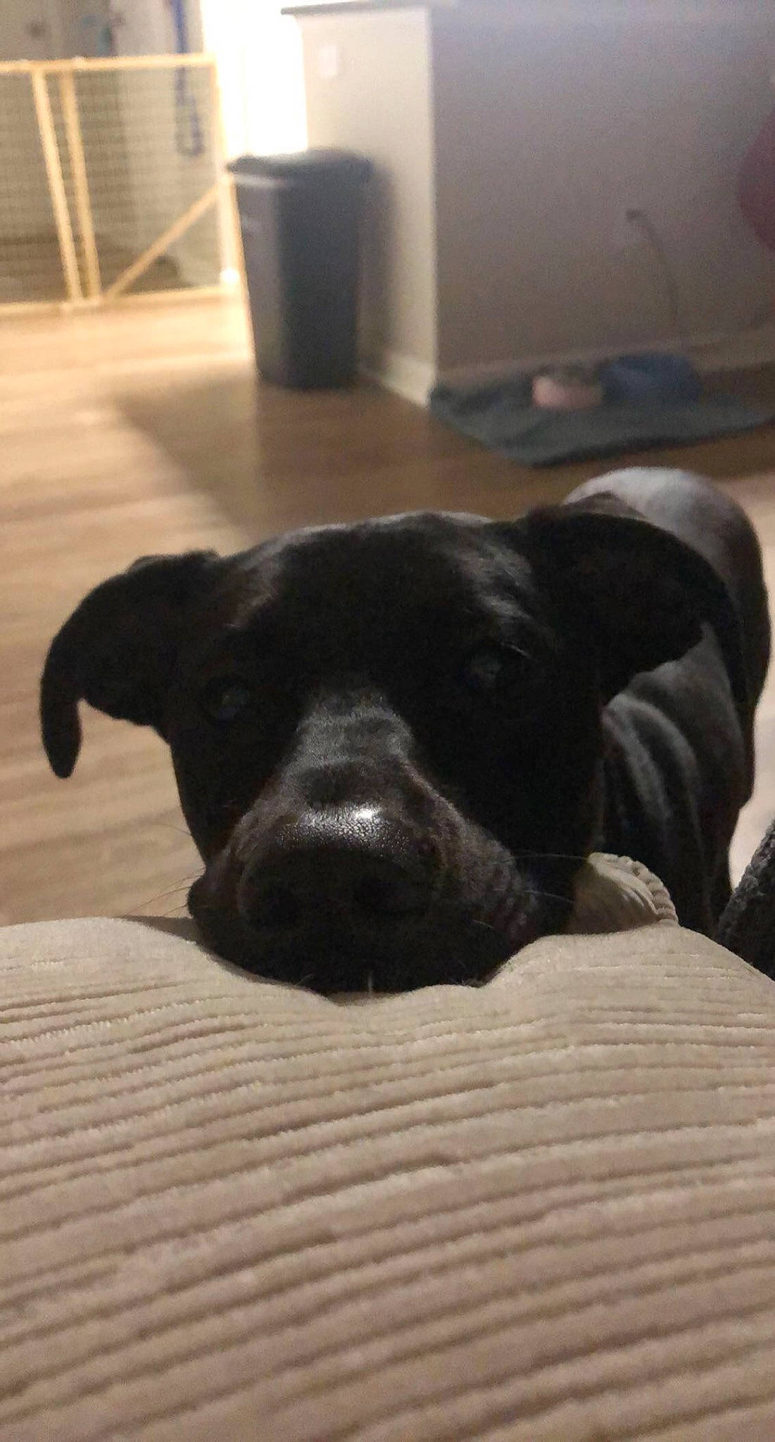 Charlie is registered to the contest to win money with this photo: canidae, carnivore, companion_dog, dog, dog_breed, fawn, labrador_retriever, nap, non_sporting_group, nose, puppy, snout, sporting_group