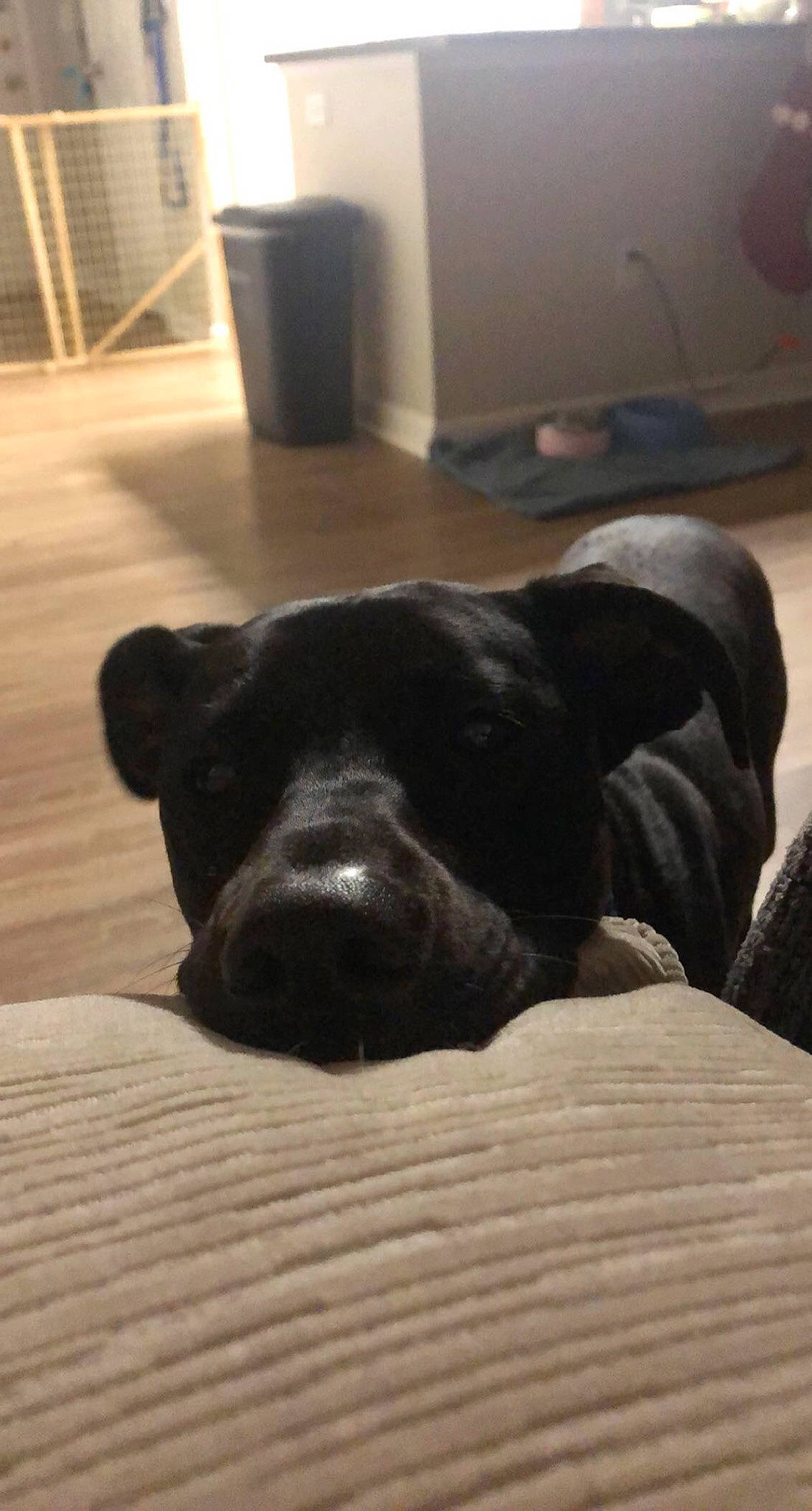 Charlie joined the competition — help win amazing prizes! american_pit_bull_terrier, canidae, carnivore, dog, dog_breed, fawn, guard_dog, labrador_retriever, non_sporting_group, nose, puppy, snout, sporting_group, staffordshire_bull_terrier