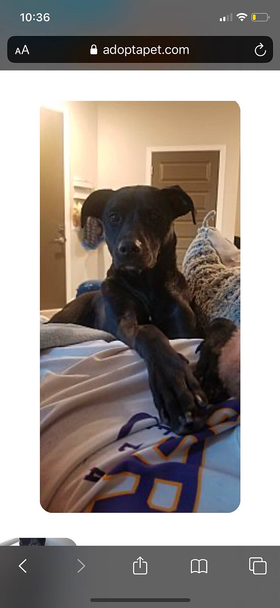 Charlie is registered to the contest to win money with this photo: canidae, carnivore, companion_dog, dog, dog_breed, great_dane, labrador_retriever, mammal, patterdale_terrier, pointer, puppy, retriever, sporting_group, vertebrate
