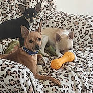 Laetitia Fugier participe au concours pour gagner de l'argent avec cette photo : dog, small_dog, chihuahua, toy, orange_toy, blanket, leopard_print, couch, pet, indoor, three_dogs, brown_dog, black_dog, white_dog, collar, animal, cute, resting, playing, cozy