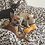 dog, small_dog, chihuahua, toy, orange_toy, blanket, leopard_print, couch, pet, indoor, three_dogs, brown_dog, black_dog, white_dog, collar, animal, cute, resting, playing, cozy
