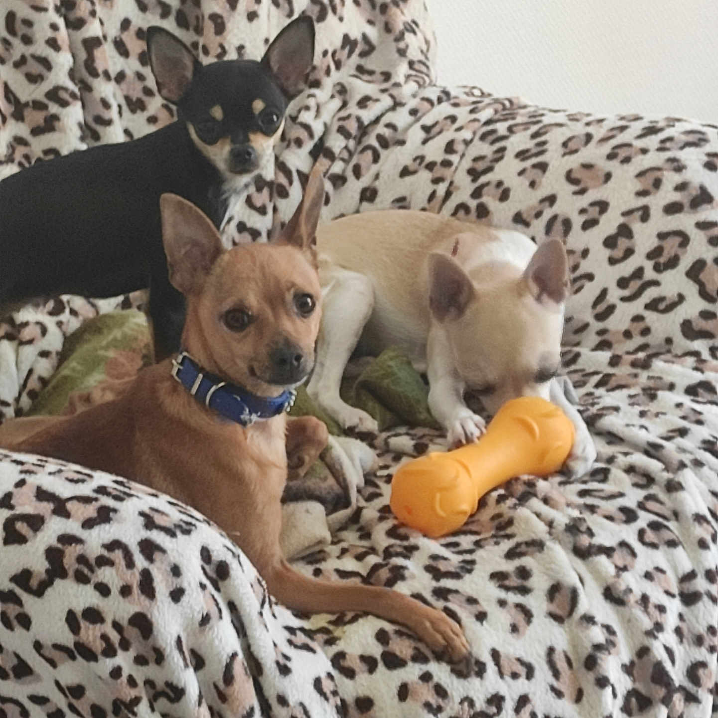 Laetitia Fugier participe au concours pour gagner de l'argent avec cette photo : animal, black_dog, blanket, brown_dog, chihuahua, collar, couch, cozy, cute, dog, indoor, leopard_print, orange_toy, pet, playing, resting, small_dog, three_dogs, toy, white_dog