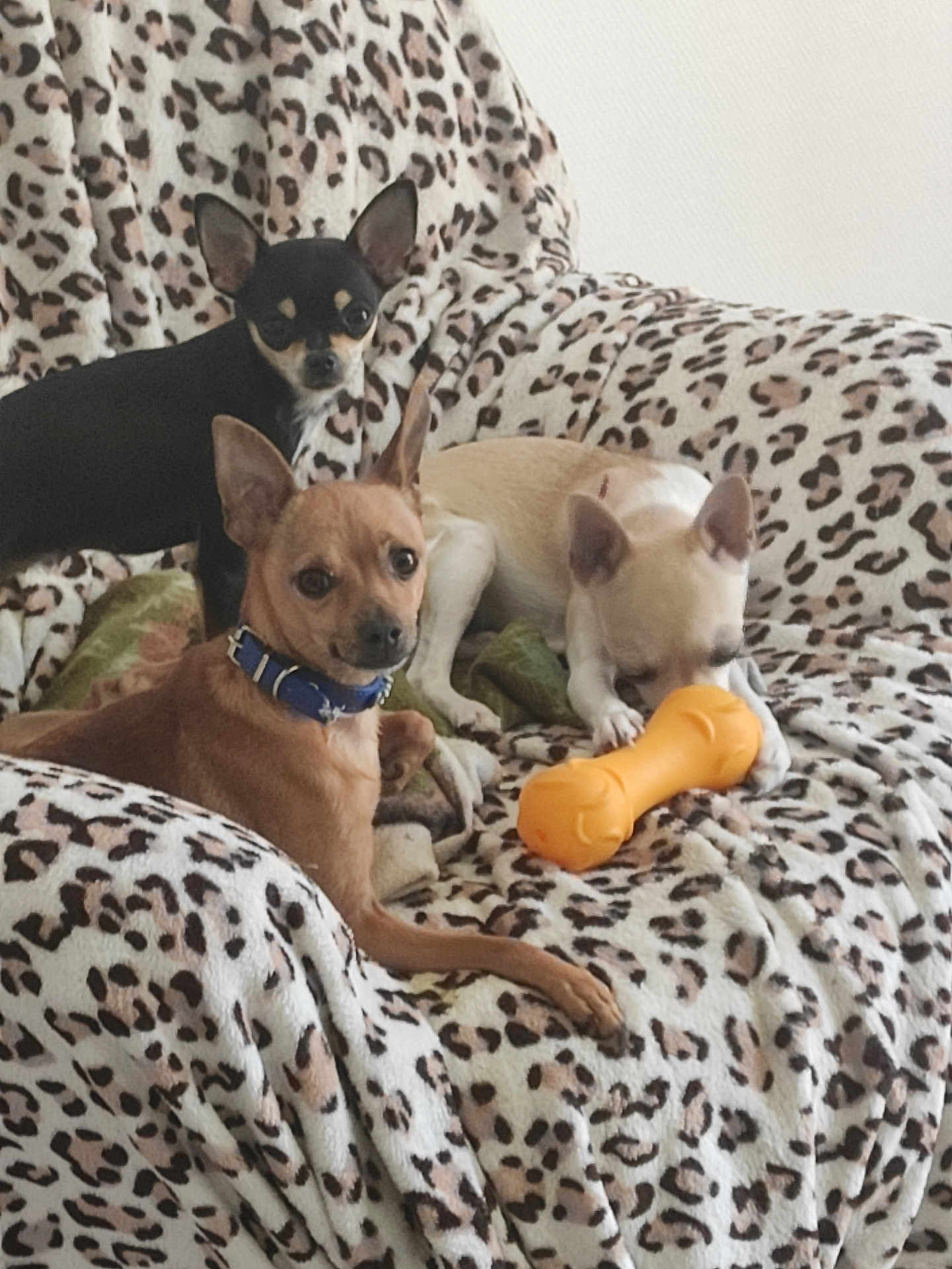 Laetitia Fugier participe au concours pour gagner de l'argent avec cette photo : dog, small_dog, chihuahua, toy, orange_toy, blanket, leopard_print, couch, pet, indoor, three_dogs, brown_dog, black_dog, white_dog, collar, animal, cute, resting, playing, cozy