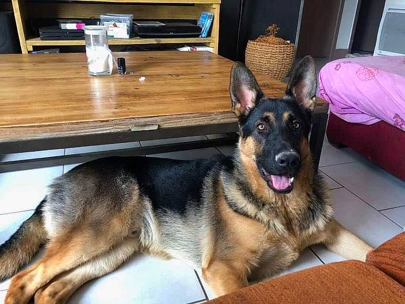 Ryo participe au concours pour gagner de l'argent avec cette photo : carnivore, companion_dog, curtain, dog, dog_breed, east_european_shepherd, flooring, fur, german_shepherd_dog, guard_dog, hardwood, herding_dog, home_appliance, king_shepherd, old_german_shepherd_dog, paw, room, snout, wood, working_dog