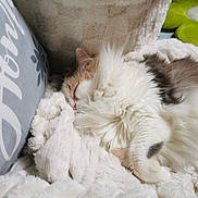 Rubis a rejoint le concours — aidez-le/la à gagner de superbes lots ! animal, blanket, cat, closeup, comfort, cozy, cushion, flower, fluffy, fur, green, home, indoor, nap, pet, pillow, relaxing, rest, sleeping, soft