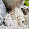 animal, blanket, cat, closeup, comfort, cozy, cushion, flower, fluffy, fur, green, home, indoor, nap, pet, pillow, relaxing, rest, sleeping, soft