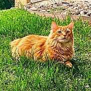 Nicola joined the competition — help win amazing prizes! cat, orange_cat, fluffy, long_hair, feline, pet, animal, green_grass, outdoor, garden, lawn, lying_down, sitting, portrait, whiskers, ears, eyes, ginger, rocky_border, daylight