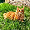 cat, orange_cat, fluffy, long_hair, feline, pet, animal, green_grass, outdoor, garden, lawn, lying_down, sitting, portrait, whiskers, ears, eyes, ginger, rocky_border, daylight