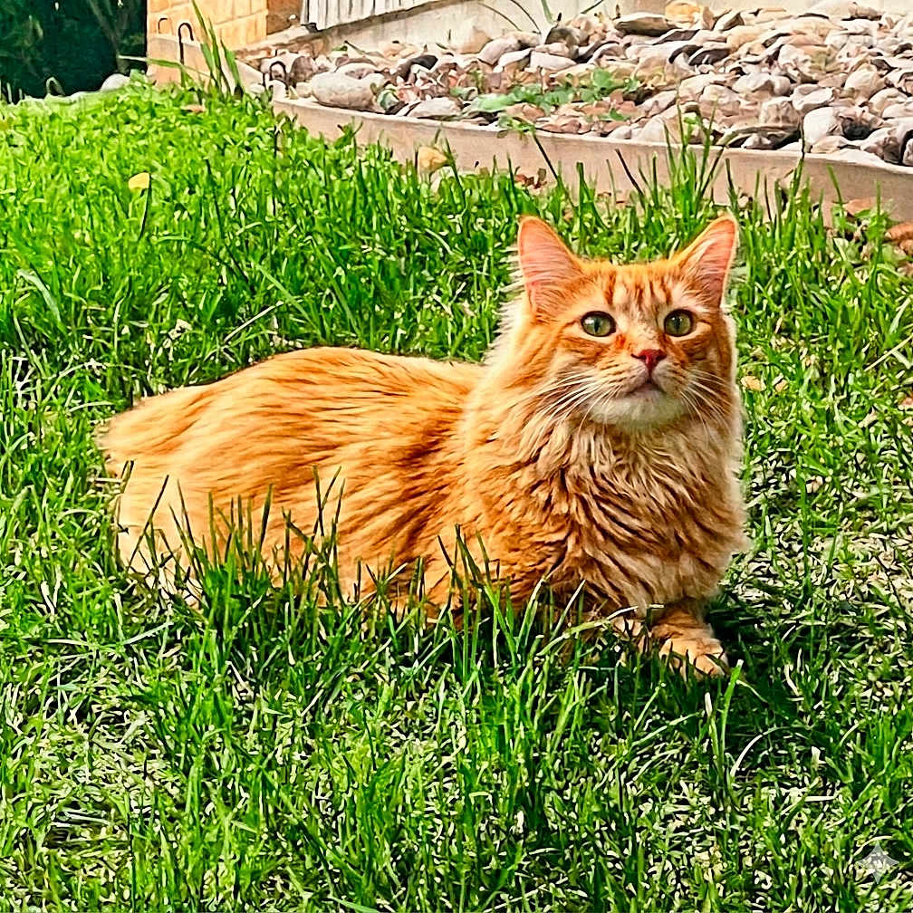 Nicola joined the competition — help win amazing prizes! cat, orange_cat, fluffy, long_hair, feline, pet, animal, green_grass, outdoor, garden, lawn, lying_down, sitting, portrait, whiskers, ears, eyes, ginger, rocky_border, daylight