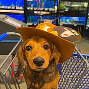 Eevee is registered to the contest to win money with this photo: dog, puppy, cowboy_hat, shopping_cart, pet_store, aquarium, blue_background, animal, cute, floppy_ears, brown_fur, pet, indoors, eyes, face, muzzle, metal_cart, retail, store, hat