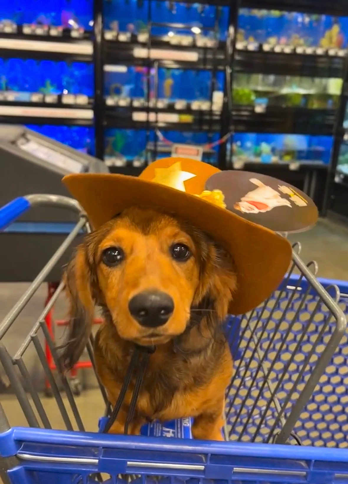 Eevee is registered to the contest to win money with this photo: dog, puppy, cowboy_hat, shopping_cart, pet_store, aquarium, blue_background, animal, cute, floppy_ears, brown_fur, pet, indoors, eyes, face, muzzle, metal_cart, retail, store, hat