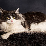 Tok'Ra participe au concours pour gagner de l'argent avec cette photo : abyssinian, angora, animal, cat, clothing, fur, kitten, manx, pet, siamese