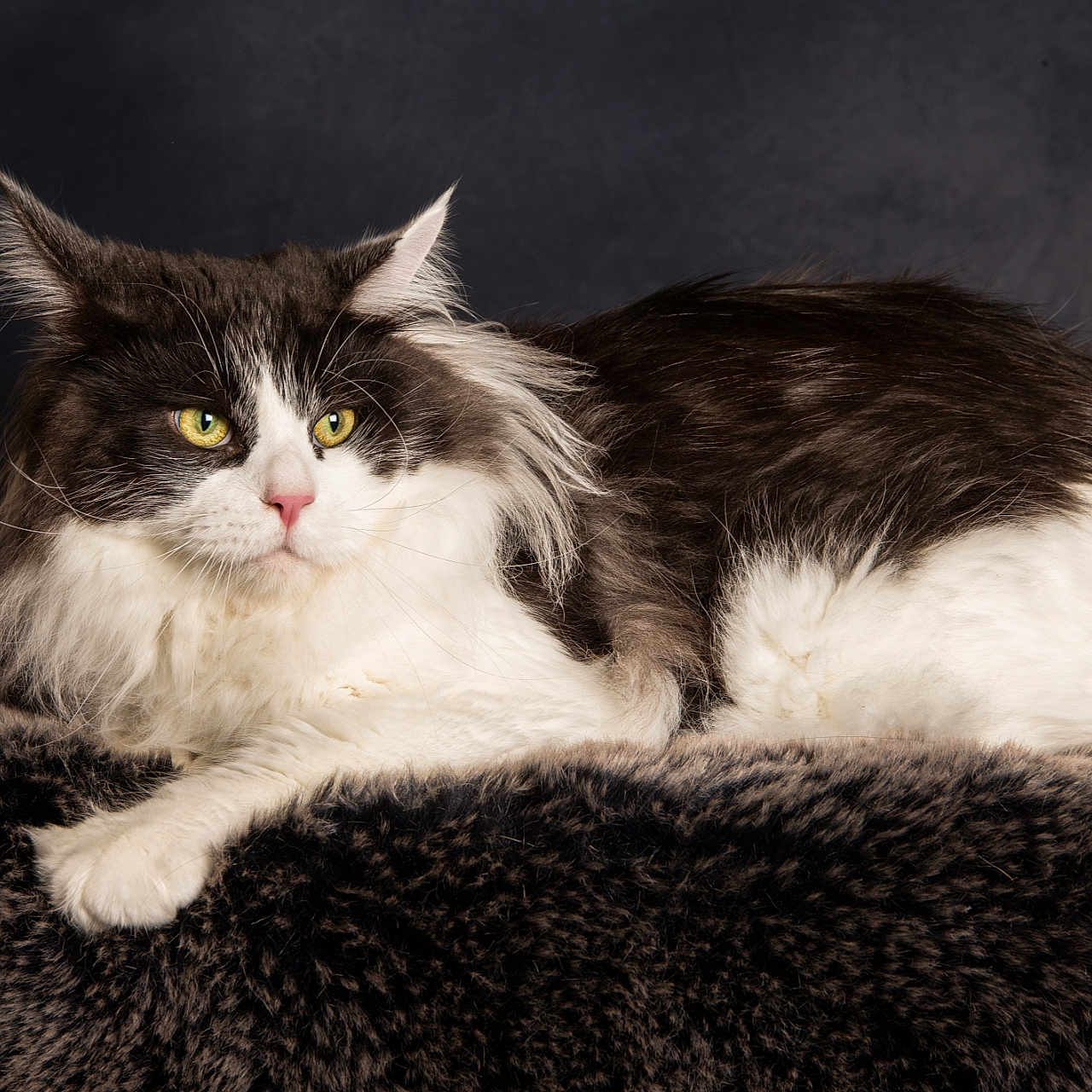 Tok'Ra participe au concours pour gagner de l'argent avec cette photo : abyssinian, angora, animal, cat, clothing, fur, kitten, manx, pet, siamese