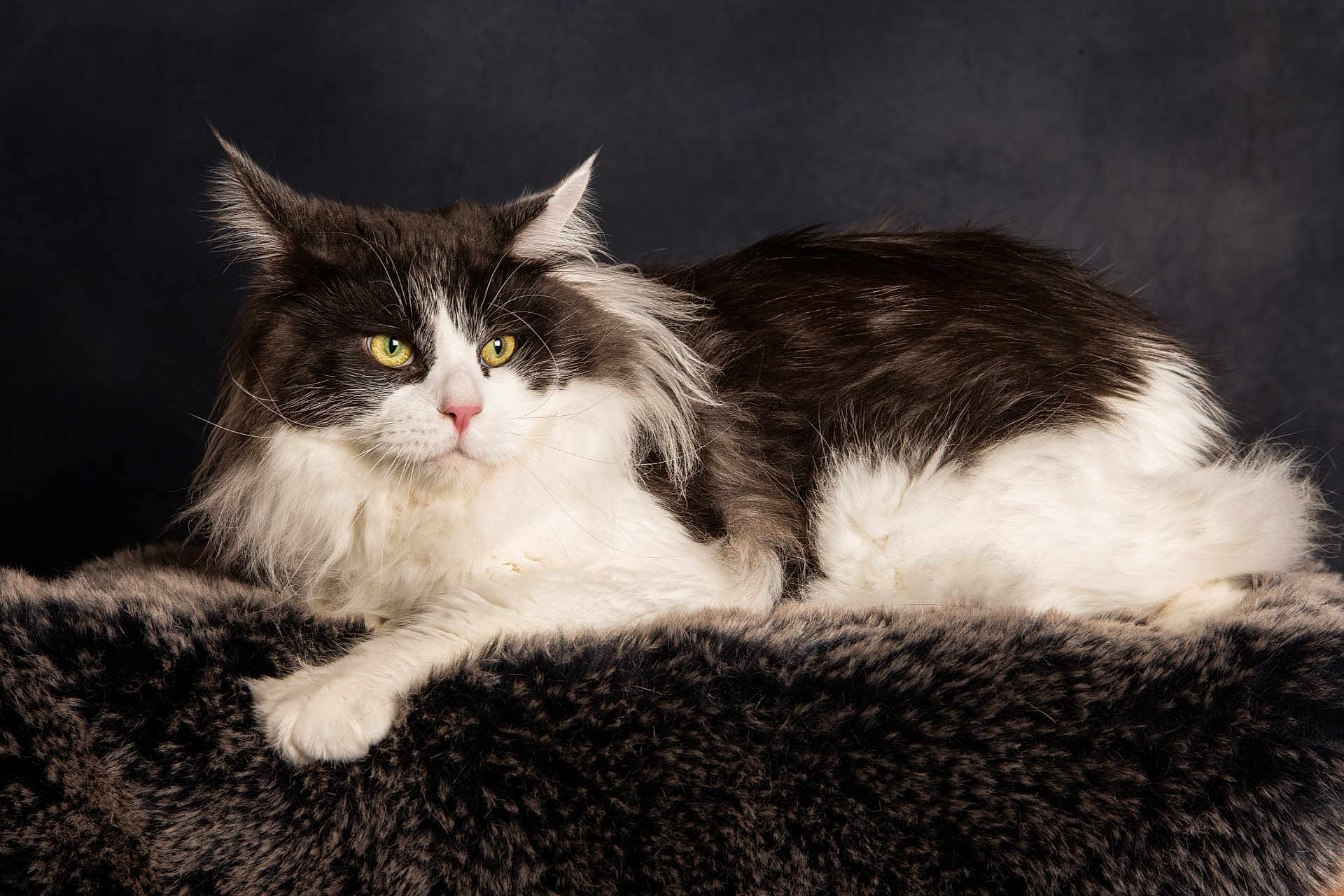 Tok'Ra participe au concours pour gagner de l'argent avec cette photo : abyssinian, angora, animal, cat, clothing, fur, kitten, manx, pet, siamese