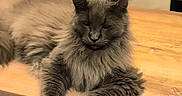 Blue a rejoint le concours — aidez-le/la à gagner de superbes lots ! cat, gray_cat, fluffy, long_hair, feline, pet, animal, portrait, indoor, kitchen, countertop, wood, furniture, dining_area, sitting, lying_down, paws, ears, whiskers, home