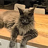cat, gray_cat, fluffy, long_hair, feline, pet, animal, portrait, indoor, kitchen, countertop, wood, furniture, dining_area, sitting, lying_down, paws, ears, whiskers, home