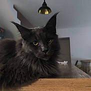 Blue participe au concours pour gagner de l'argent avec cette photo : cat, black_cat, fluffy, longhaired, maine_coon, feline, portrait, indoor, home, wooden_cabinet, furniture, pendant_lights, golden_lighting, ears, whiskers, yellow_eyes, sitting, serious_expression, dark_fur, vertical_photo