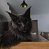 cat, black_cat, fluffy, longhaired, maine_coon, feline, portrait, indoor, home, wooden_cabinet, furniture, pendant_lights, golden_lighting, ears, whiskers, yellow_eyes, sitting, serious_expression, dark_fur, vertical_photo