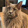 Blue participe au concours pour gagner de l'argent avec cette photo : cat, maine_coon, fluffy, longhaired, brown, gray, golden_eyes, whiskers, ears, feline, pet, portrait, closeup, sitting, indoors, home, table, laptop, background, photography