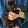 Ibra participe au concours pour gagner de l'argent avec cette photo : animal, black_dog, clothing, cute, denim_shirt, dog, fingers, green_text, hands, holding, indoor, looking, person, pet, portrait, puppy, scarf, small_dog, text_overlay, young_dog