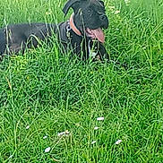 Ibra a rejoint le concours — aidez-le/la à gagner de superbes lots ! animal, black_dog, canine, collar, daytime, dog, field, flora, grass, greenery, happy, leisure, mammal, nature, outdoor, pet, relaxing, summer, tongue, tongue_out