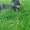 animal, black_dog, canine, collar, daytime, dog, field, flora, grass, greenery, happy, leisure, mammal, nature, outdoor, pet, relaxing, summer, tongue, tongue_out