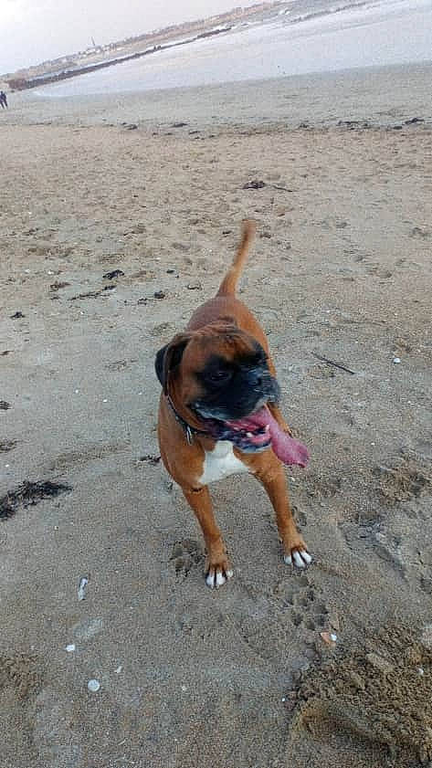 Zlatan a rejoint le concours — aidez-le/la à gagner de superbes lots ! beach, boxer, canidae, carnivore, dog, dog_breed, fawn, working_dog