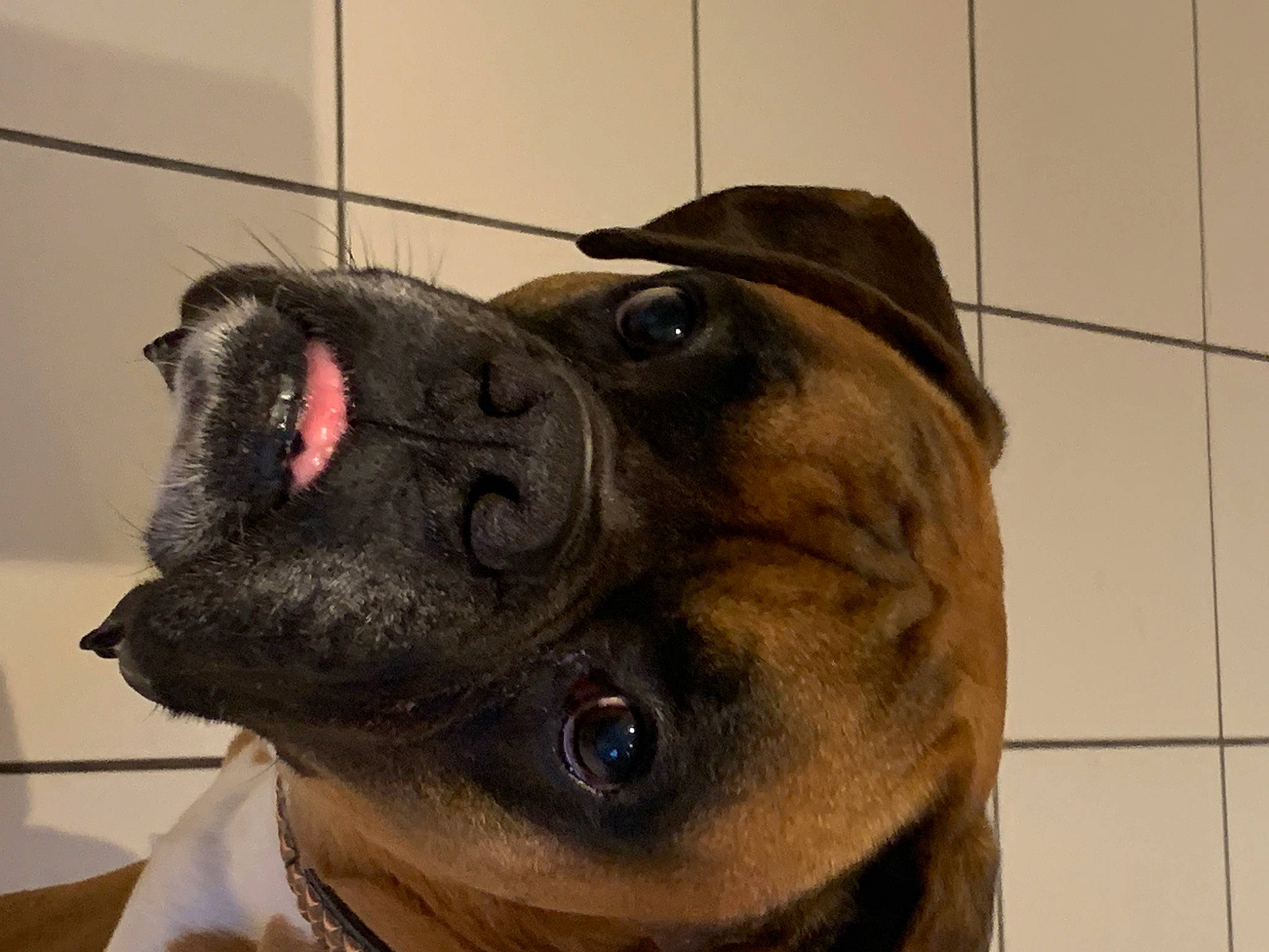 Zlatan a rejoint le concours — aidez-le/la à gagner de superbes lots ! bandog, bullmastiff, canidae, carnivore, companion_dog, dog, dog_breed, ear, fawn, head, jaw, mouth, non_sporting_group, nose, old_english_bulldog, olde_english_bulldogge, renascence_bulldogge, snout, valley_bulldog, wrinkle