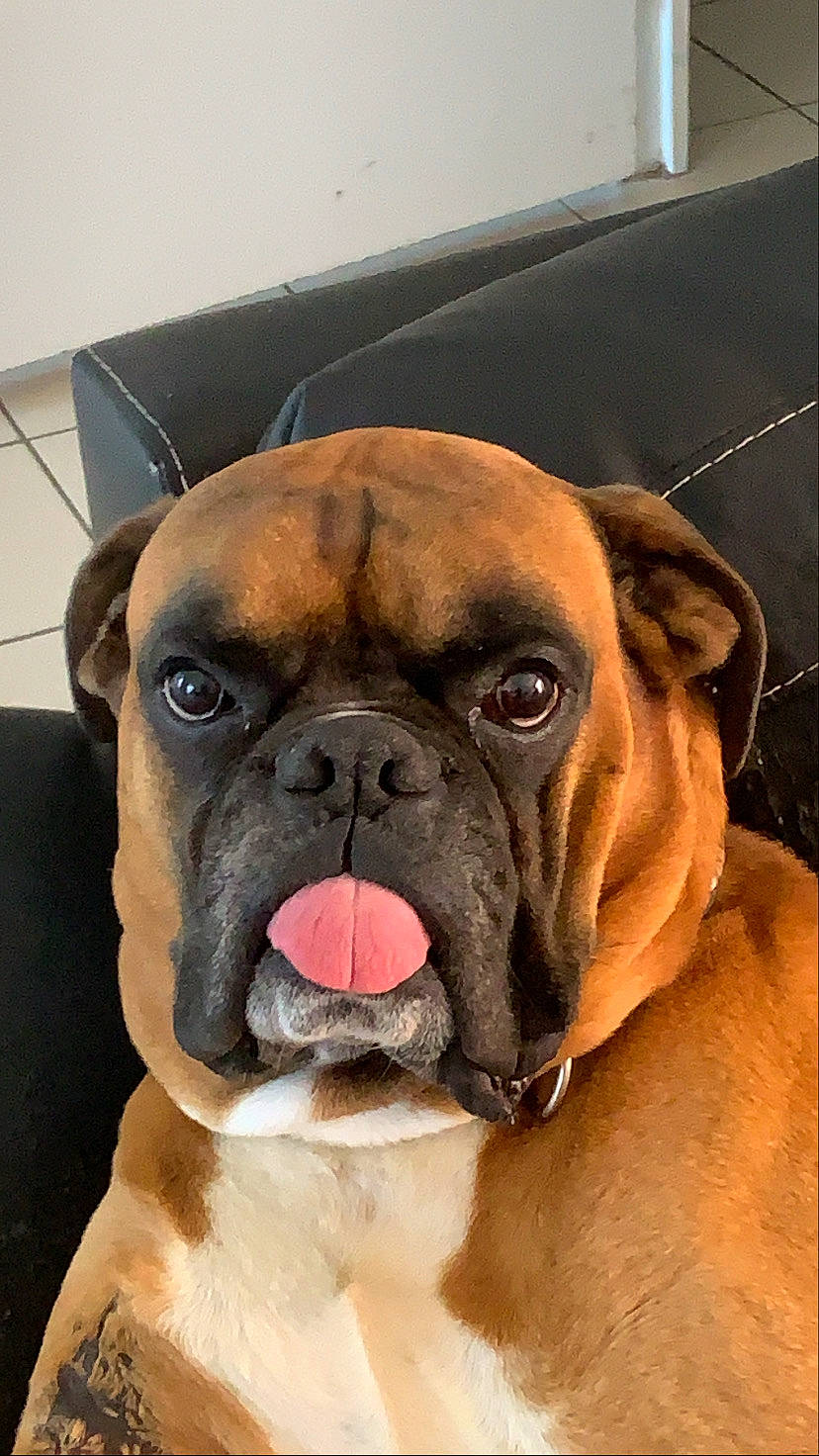 Zlatan a rejoint le concours — aidez-le/la à gagner de superbes lots ! boxer, british_bulldogs, bulldog, bullmastiff, canidae, carnivore, companion_dog, dog, dog_breed, fawn, mammal, nose, old_english_bulldog, olde_english_bulldogge, renascence_bulldogge, skin, snout, valley_bulldog, vertebrate, wrinkle