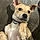 Rocko
