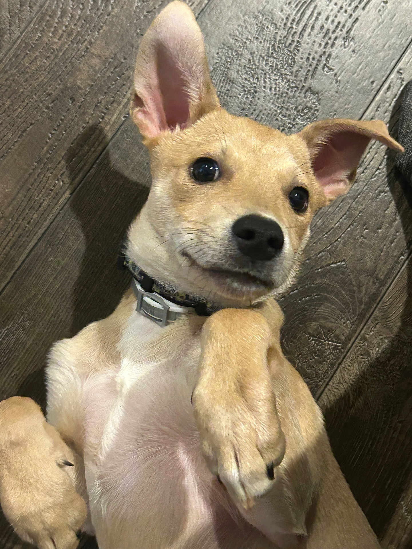 Rocko
