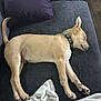 Rocko joined the competition — help win amazing prizes! blanket, canine, collar, comfort, couch, dog, domestic, fur, furniture, indoor, nap, paw, pet, purple_pillow, relaxation, resting, sleeping, snout, tail, toy