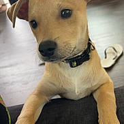 Rocko is registered to the contest to win money with this photo: animal, black_nose, canine, close_up, collar, curious, dog, domestic_animal, ears, flip_flop, floor, furniture, indoor, light_brown, paw, pet, puppy, snout, wood_floor, young_dog