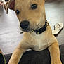 animal, black_nose, canine, close_up, collar, curious, dog, domestic_animal, ears, flip_flop, floor, furniture, indoor, light_brown, paw, pet, puppy, snout, wood_floor, young_dog
