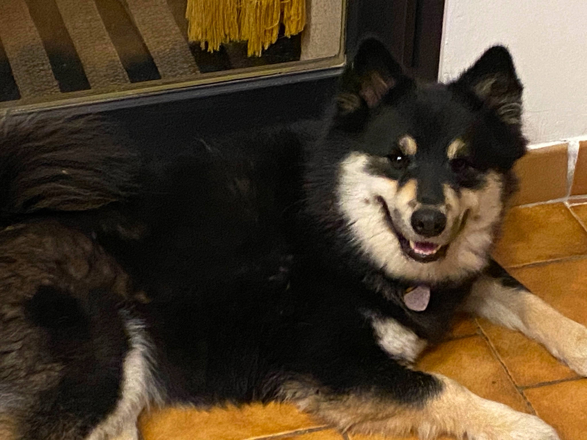 Polly participe au concours pour gagner de l'argent avec cette photo : ancient_dog_breeds, canidae, canis, carnivore, companion_dog, curtain, dog, dog_breed, fur, herding_dog, non_sporting_group, sled_dog, snout, sporting_group, terrestrial_animal, working_animal, working_dog