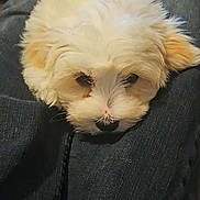 Algo a rejoint le concours — aidez-le/la à gagner de superbes lots ! adorable, animal, blurred_background, closeup, clothing, companion, cute, denim, dog, fluffy, fur, indoor, lap, person, pet, portrait, puppy, relaxing, resting, white_fur