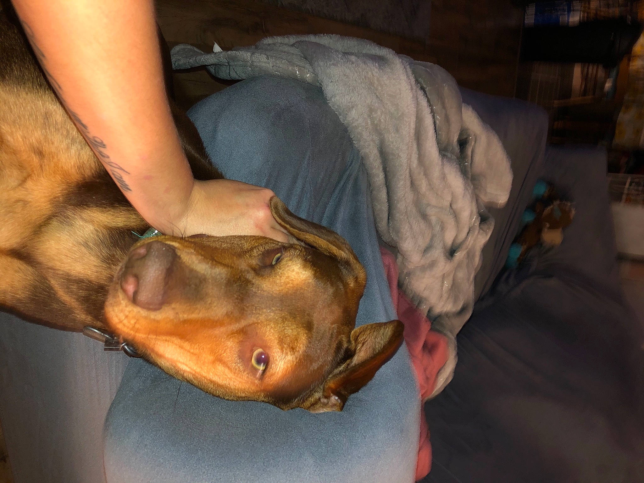 Bud is registered to the contest to win money with this photo: canidae, carnivore, dog, dog_breed, fawn, snout, sporting_group