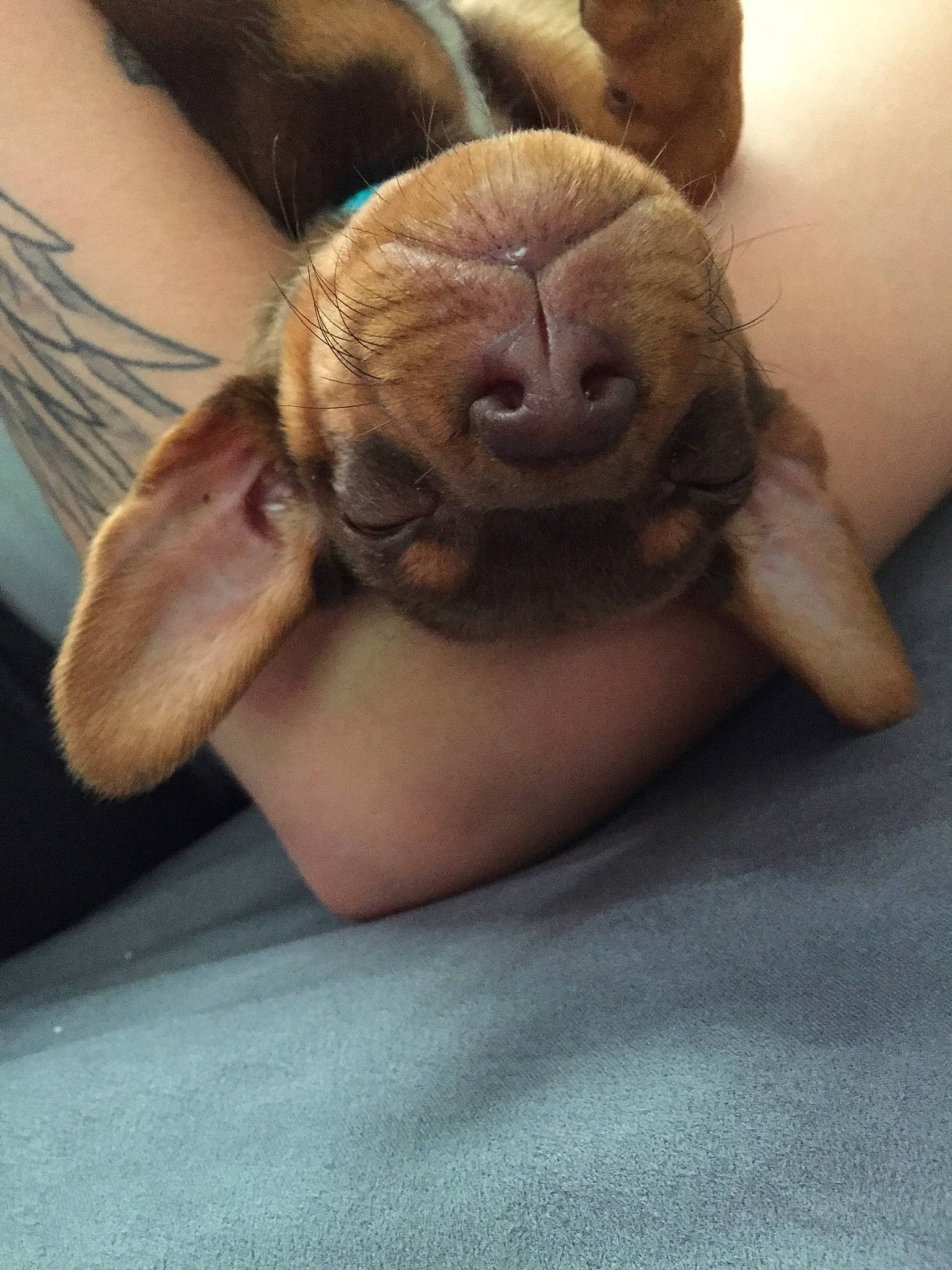 Bud is registered to the contest to win money with this photo: ear, fawn, skin, snout