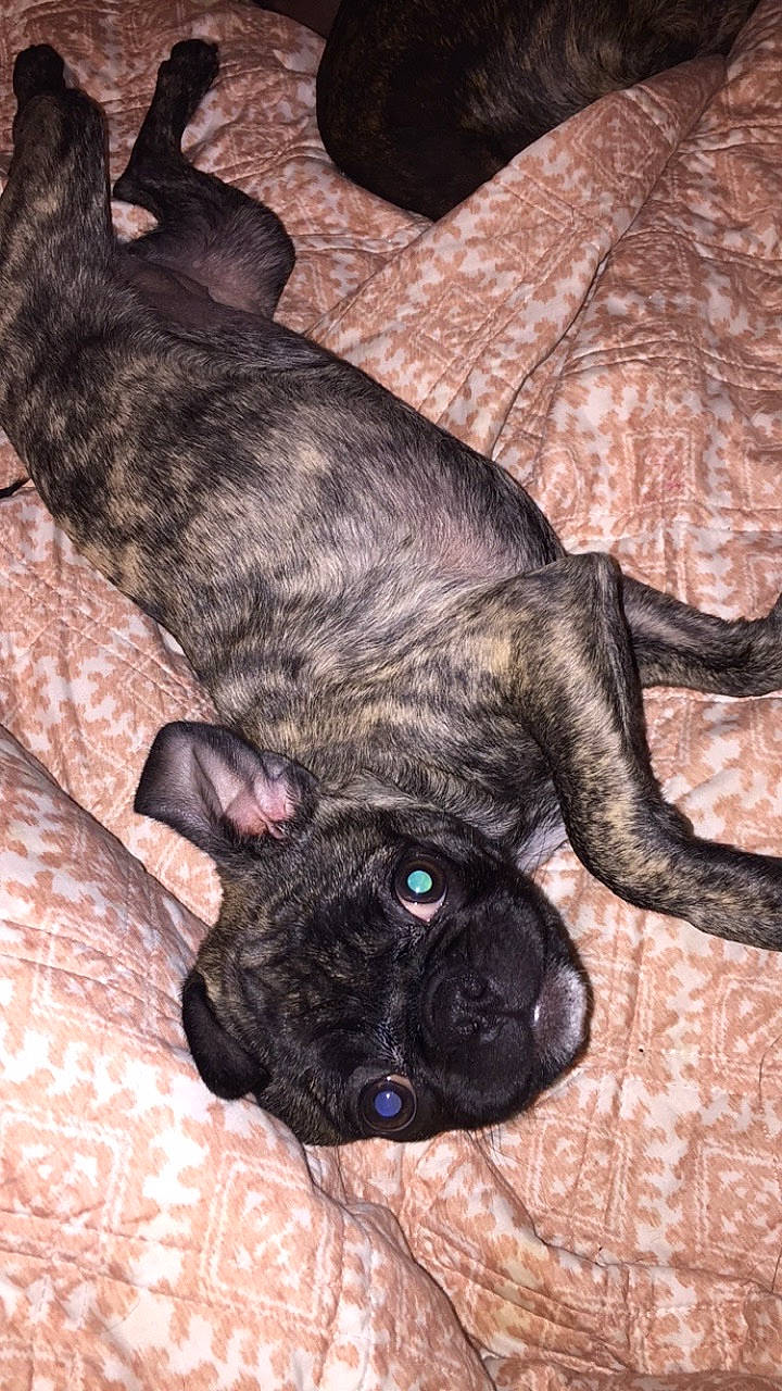 Marlee joined the competition — help win amazing prizes! alaunt, bandog, bullmastiff, cane_corso, canidae, carnivore, dog, dog_breed, fawn, fila_brasileiro, french_bulldog, guard_dog, mammal, molosser, non_sporting_group, perro_de_presa_canario, perro_de_presa_mallorquin, puppy, vertebrate