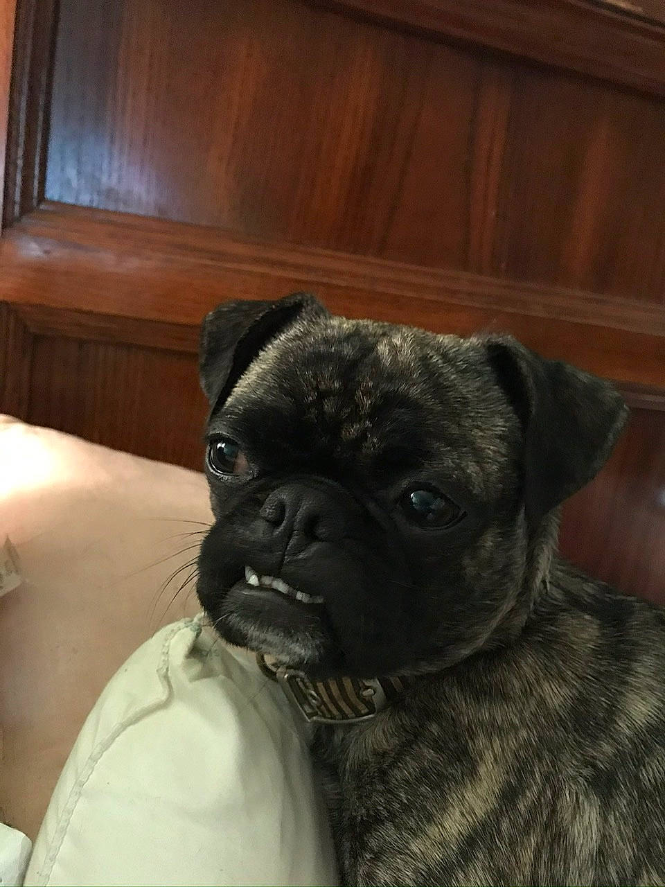 Marlee is registered to the contest to win money with this photo: canidae, carnivore, companion_dog, dog, dog_breed, dog_collar, fawn, mammal, pug, puppy, rare_breed_dog, skin, snout, sporting_group, toy_dog, vertebrate, whiskers, wrinkle