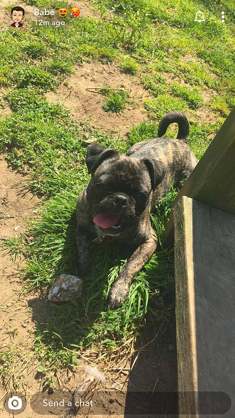 Marlee is registered to the contest to win money with this photo: alaunt, canidae, carnivore, cimarron_uruguayo, dog, dog_breed, dogo_sardesco, grass, guard_dog, mammal, perro_de_presa_canario, perro_de_presa_mallorquin, sporting_group