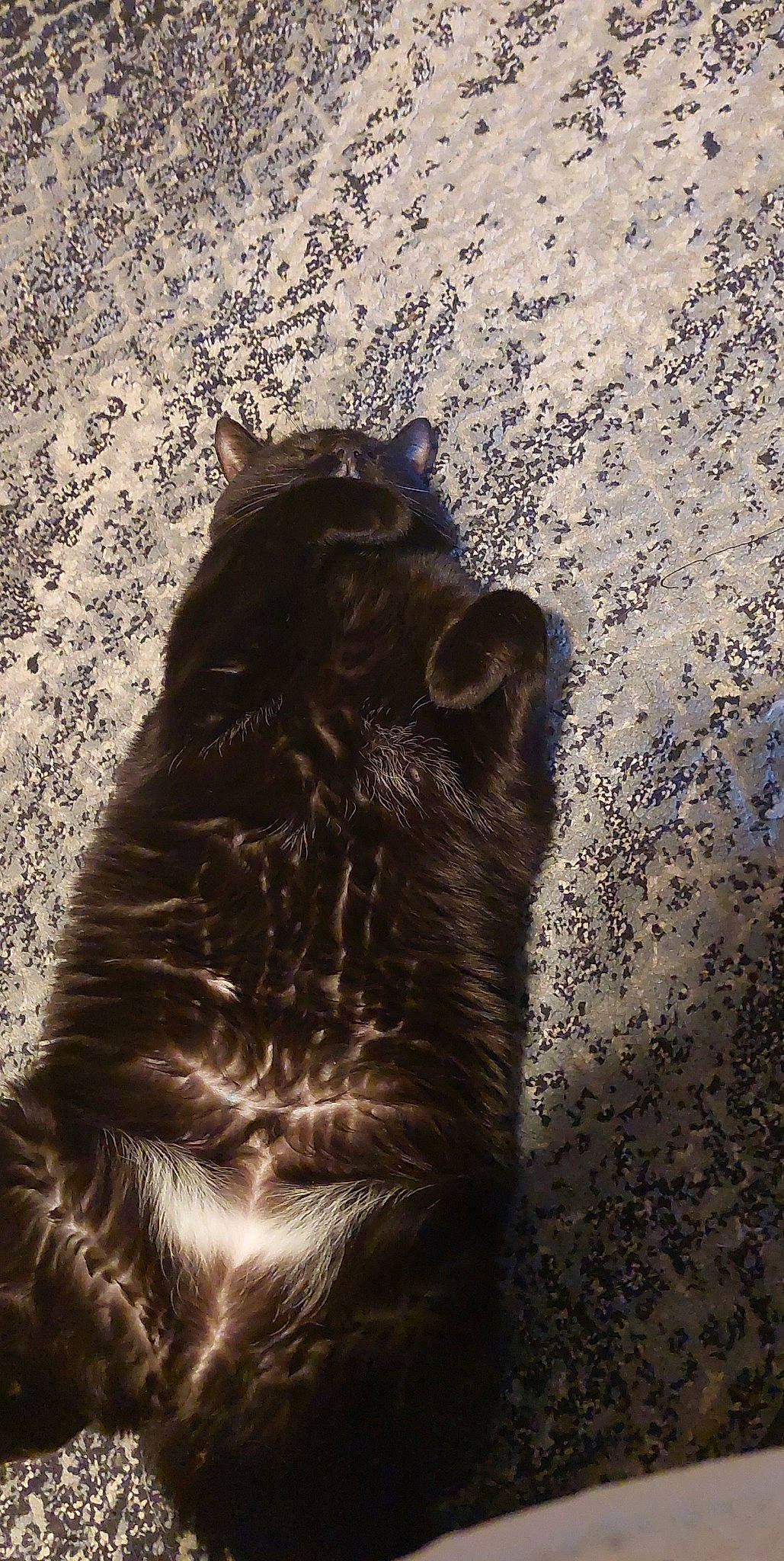 Jinx joined the competition — help win amazing prizes! canidae, carnivore, claw, dog_breed, felidae, fur, grass, livestock, mammal, shadow, small_to_medium_sized_cats, snout, soil, sporting_group, tail, terrestrial_animal, tints_and_shades, vertebrate, whiskers, wood