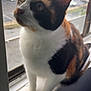 cat, calico, windowsill, window, indoor, pet, feline, curious, animal, rainy, blurred_background, whiskers, ears, fur, domestic_cat, looking_outside, sitting, closeup, side_view, daylight