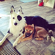 Shadow a rejoint le concours — aidez-le/la à gagner de superbes lots !