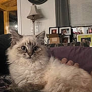 Remi is registered to the contest to win money with this photo: cat, fluffy_cat, long_hair, pet, animal, portrait, close_up, sitting, lying_down, blue_eyes, indoors, living_room, couch, furniture, clock, lamp, window, blinds, framed_photos, cozy