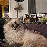 cat, fluffy_cat, long_hair, pet, animal, portrait, close_up, sitting, lying_down, blue_eyes, indoors, living_room, couch, furniture, clock, lamp, window, blinds, framed_photos, cozy