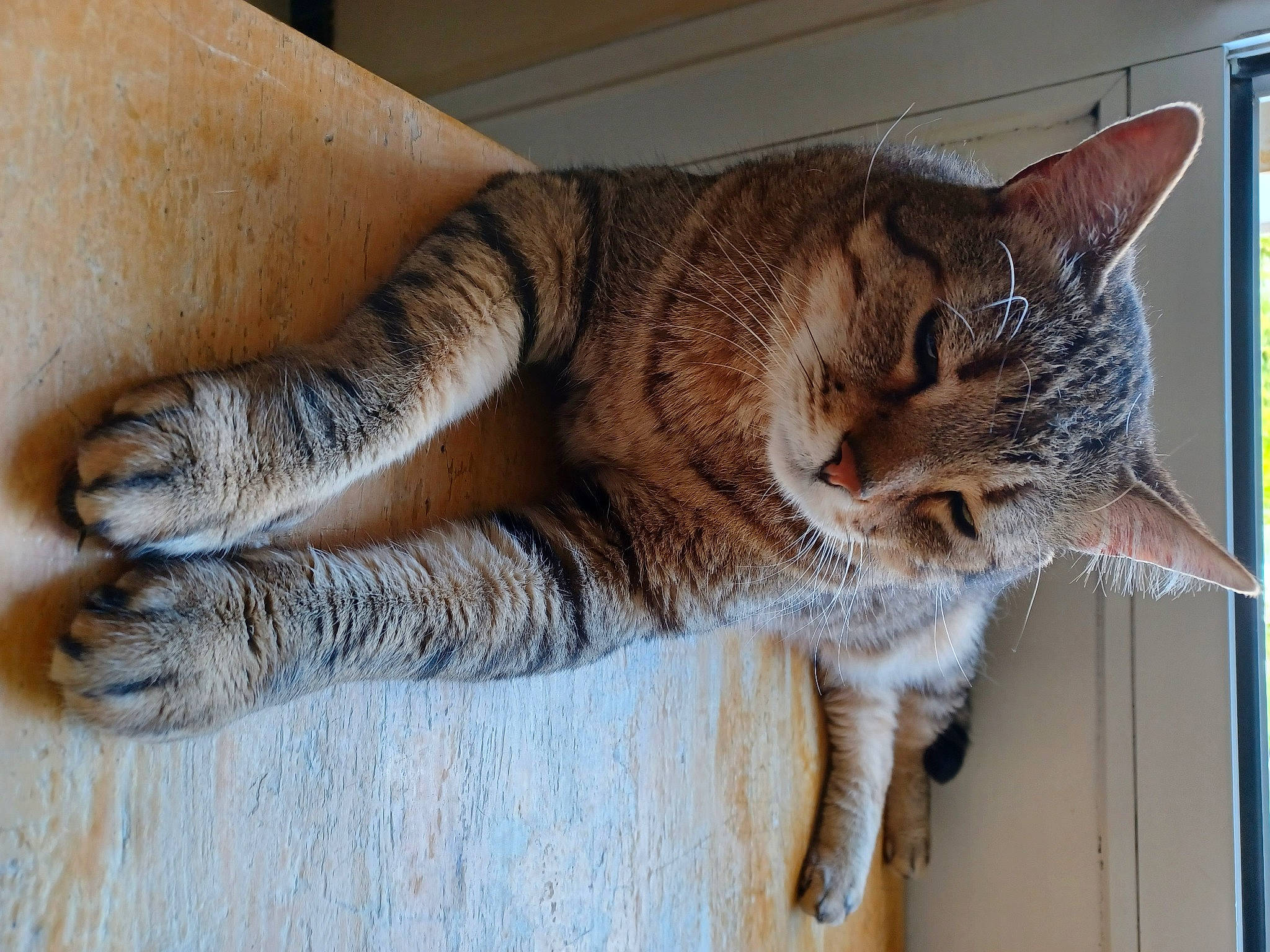 Sangha participe au concours pour gagner de l'argent avec cette photo : carnivore, cat, claw, comfort, domestic_short_haired_cat, fawn, felidae, foot, fur, human_leg, nap, paw, small_to_medium_sized_cats, tail, terrestrial_animal, toe, tree, whiskers, wood, wool