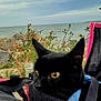Ragnar participe au concours pour gagner de l'argent avec cette photo : animal, beach, black, black_cat, cat, close_up, cloudy_sky, coast, curious, grass, mesh_bag, nature, outdoor, pet, pink, plants, rocks, scenic, water, yellow_eyes