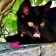 Ragnar participe au concours pour gagner de l'argent avec cette photo : cat, black_cat, animal, pet, tongue_out, flower, pink_flower, stone, tree, branch, green_leaves, outdoor, nature, close_up, playful, curious, feline, collar, bell, wildlife